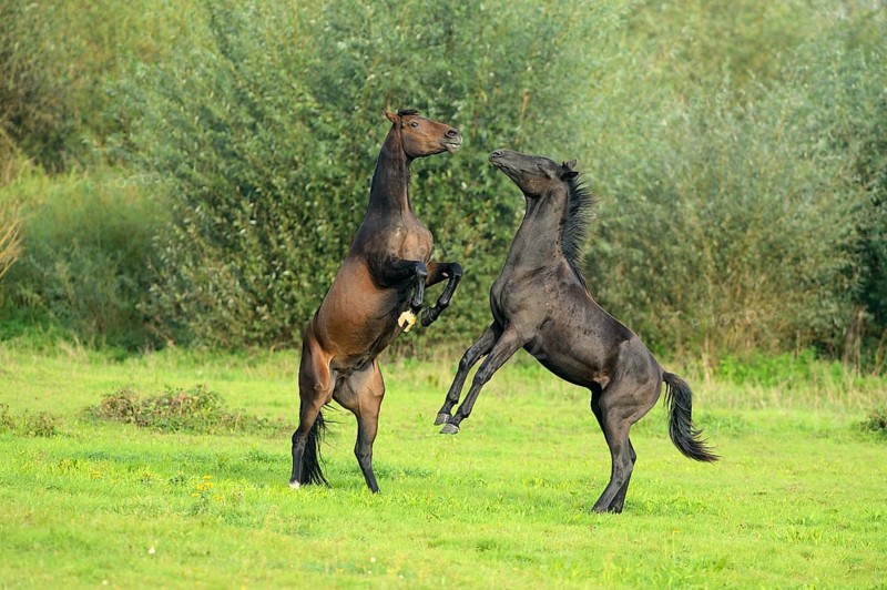 Two young horses fighting