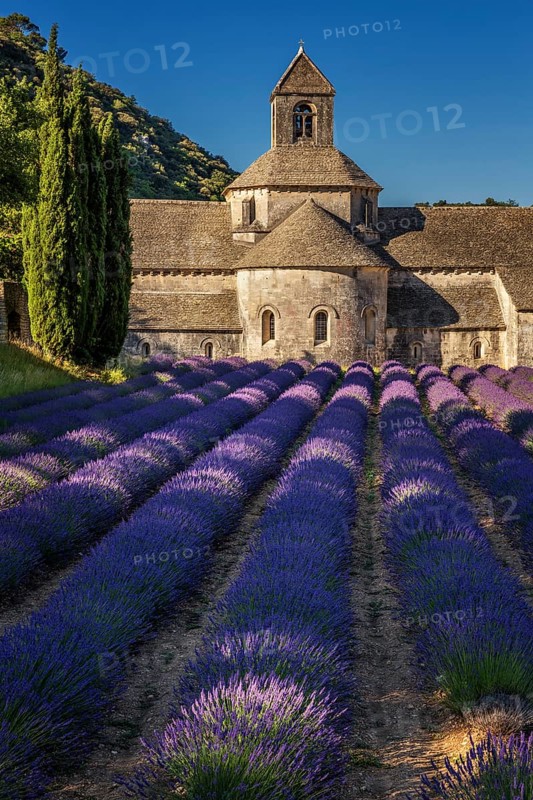 The Romanesque Cistercian Senanque Abbey