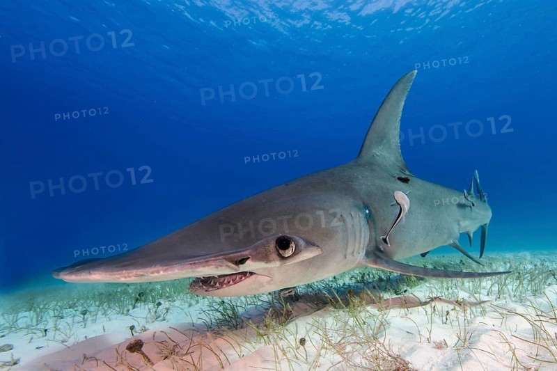 Great hammerhead shark (Sphyrna mokarran) Bimini