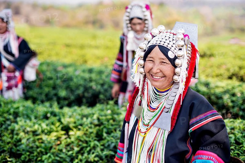 Akha hill tribe women picking tea