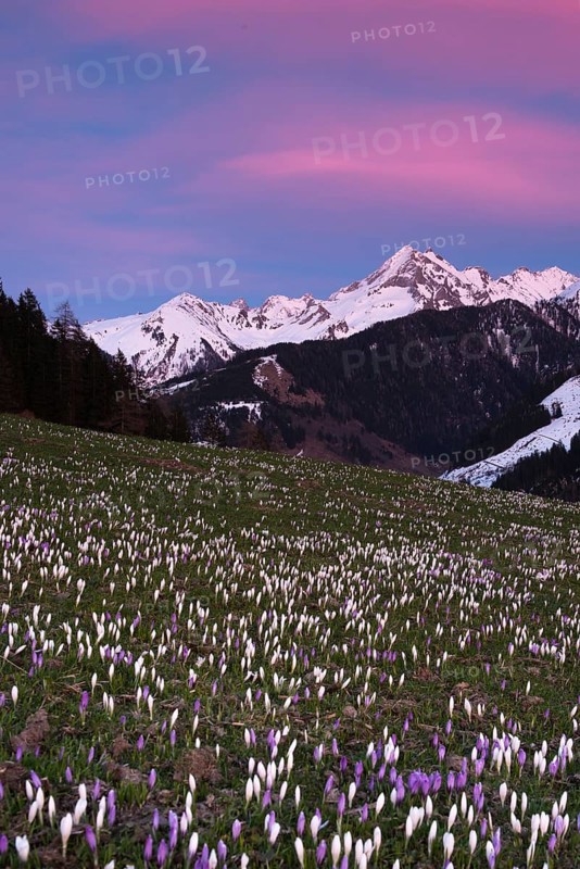 Flowering Crocuses (Crocus vernus) at sunset