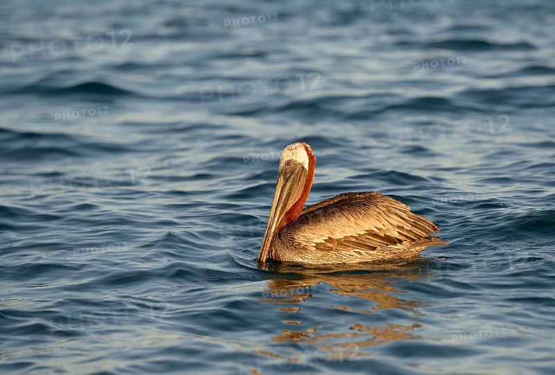 Brown pelican (Pelecanus occidentalis)