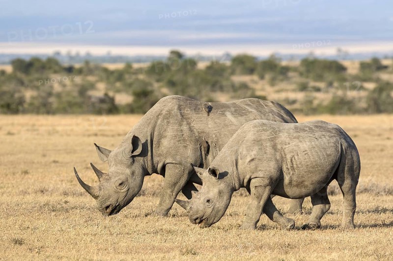 Black Rhinoceros (Diceros bicornis) adult female and calf