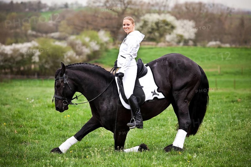 Friesian or Frisian horse