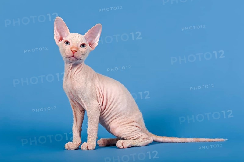 Don Sphynx kitten