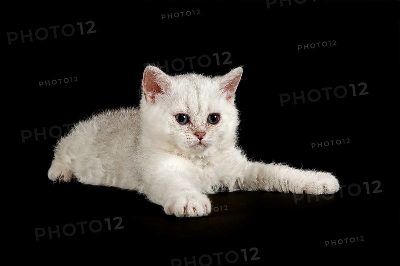 Selkirk Rex