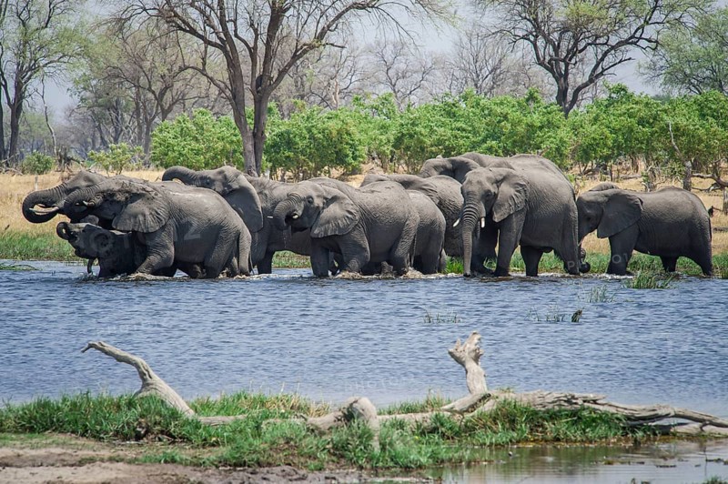 African elephants (Loxodonta africana)