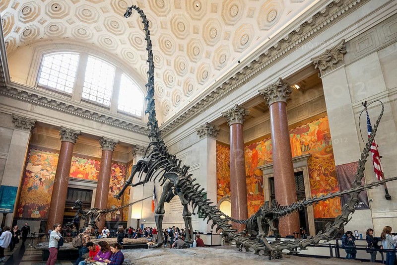 Dinosaur skeleton