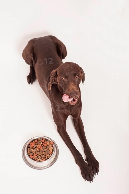 German Shorthair Pointer lying in front of a bowl of dry food
