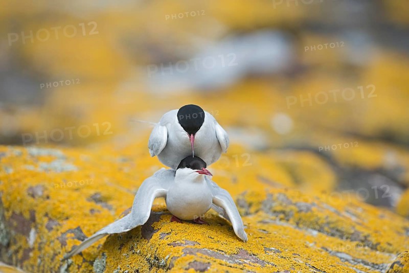 Arctic Terns (Sterna paradisaea)