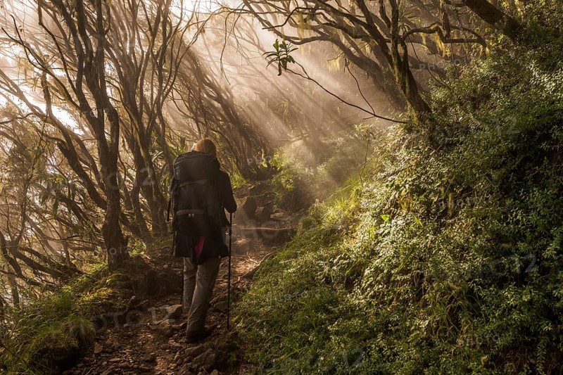 Young woman ascending the Piton des Neiges through the cloud forest