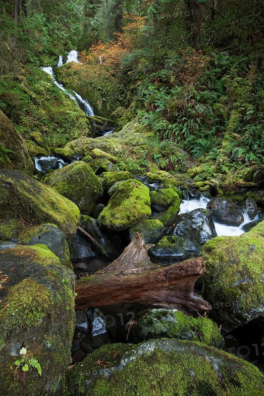 Bunch Creek Falls at the Quinault Lake