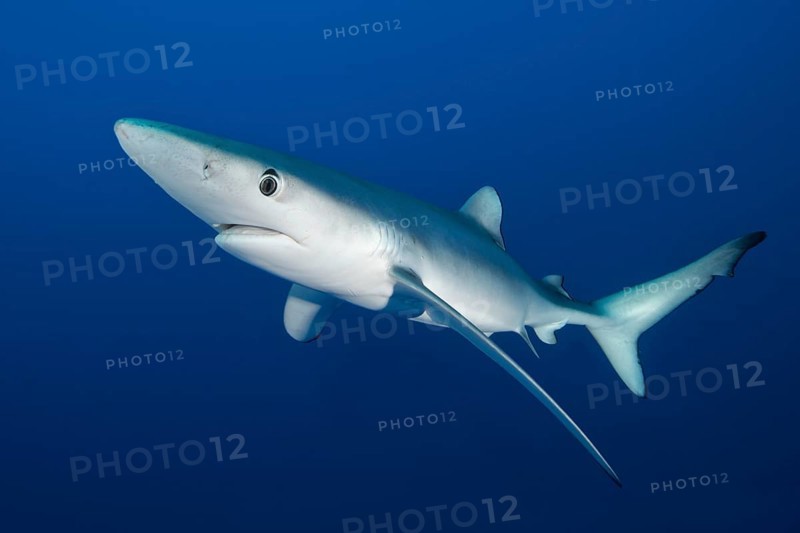 Blue shark (Prionace glauca)