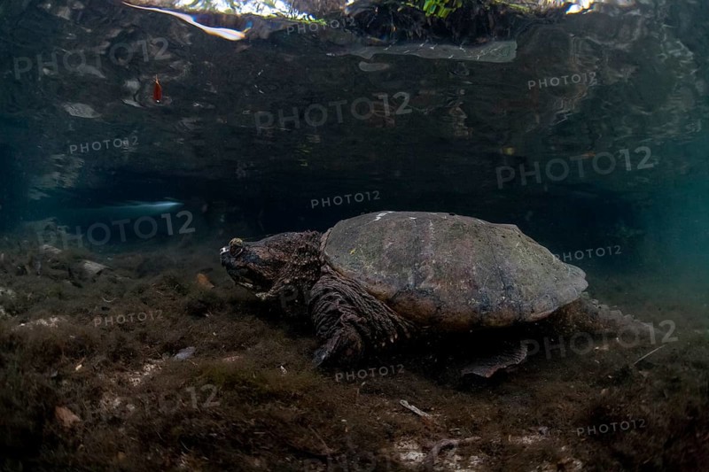 Common Snapping Turtle (Chelydra serpentina)