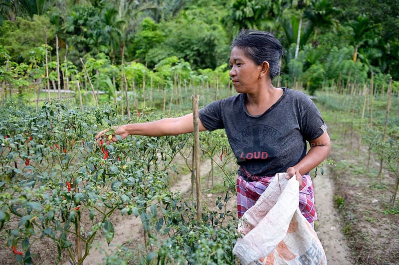 Woman harvesting chili peppers (Capsicum)