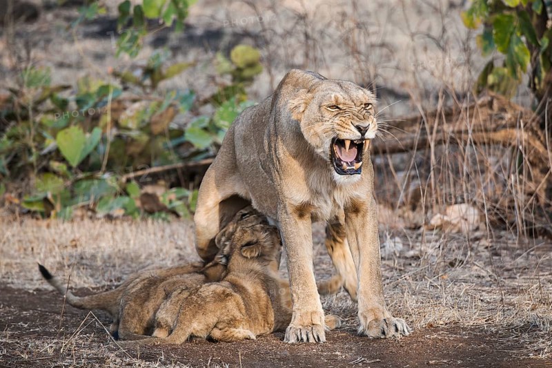 Asiatic lion (Panthera leo persica)