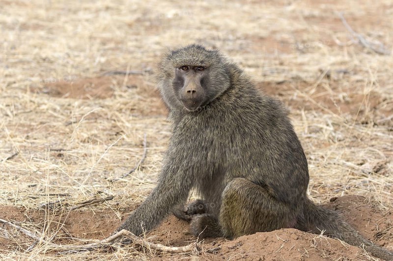 Olive Baboon (Papio anubis) adult female