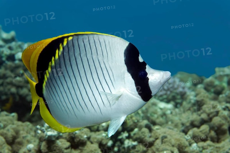 Lined butterflyfish (Chaetodon lineolatus)