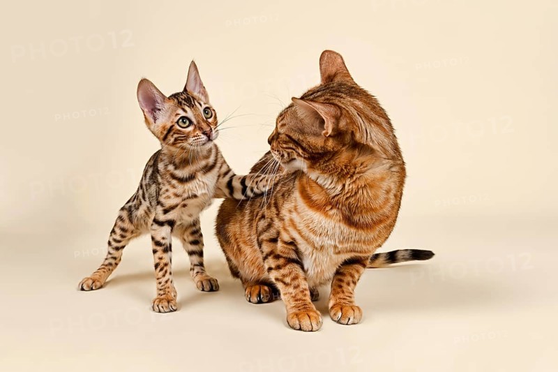 Bengals