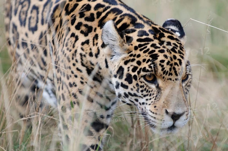 Jaguar (Panthera onca)