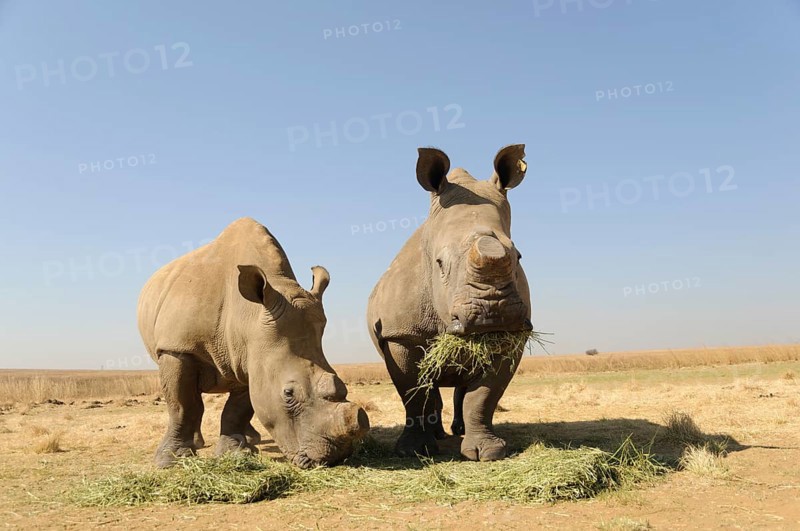 White Rhinos (Ceratotherium simum) with sawed-off horns being fed during the dry season