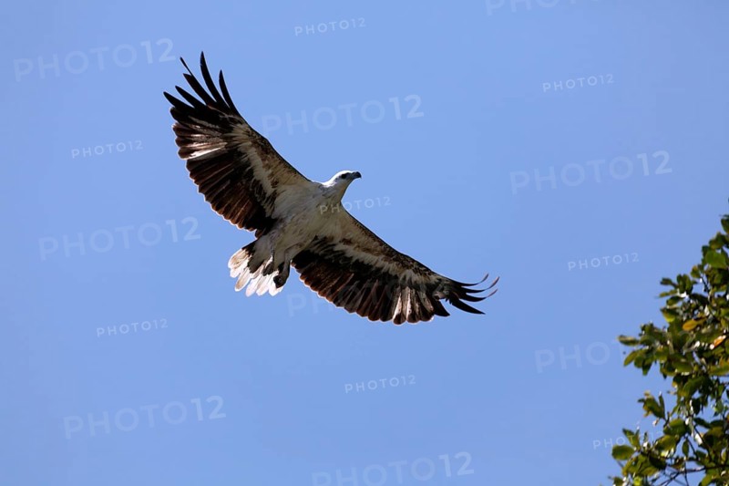 White-bellied Sea Eagle (Haliaeetus leucogaster) in flight