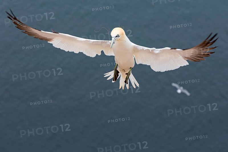 Northern Gannet (Morus bassanus)