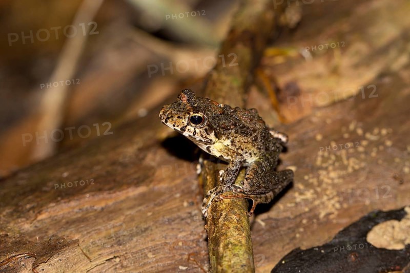 Gephyromantis frog (Gephyromantis ssp.)