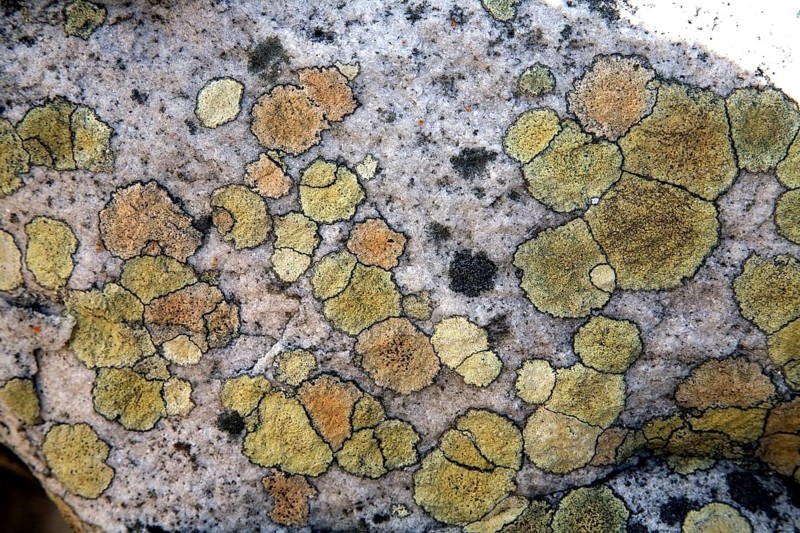 Map Lichen (Rhizocarpon geographicum)