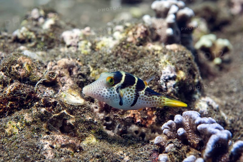 Valentinni's sharpnose puffer (Canthigaster valentini)