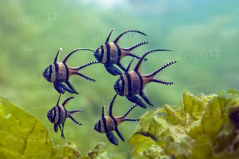 Banggai cardinalfish (Pterapogon kauderni) group