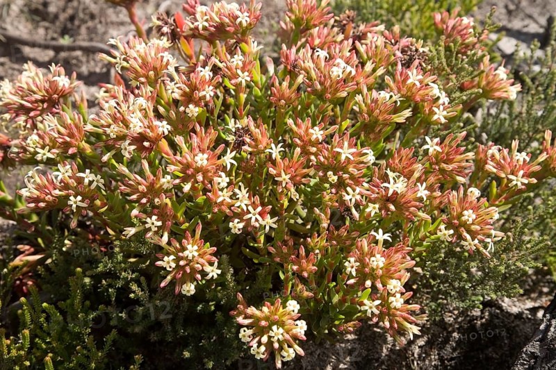 Karnaatjieblom (Crassula fascicularis)
