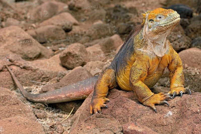 Galapagos land iguana (Conolophus subcristatus)
