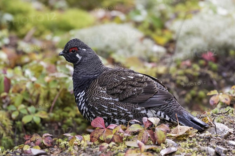 Spruce grouse (Falcipennis canadensis)