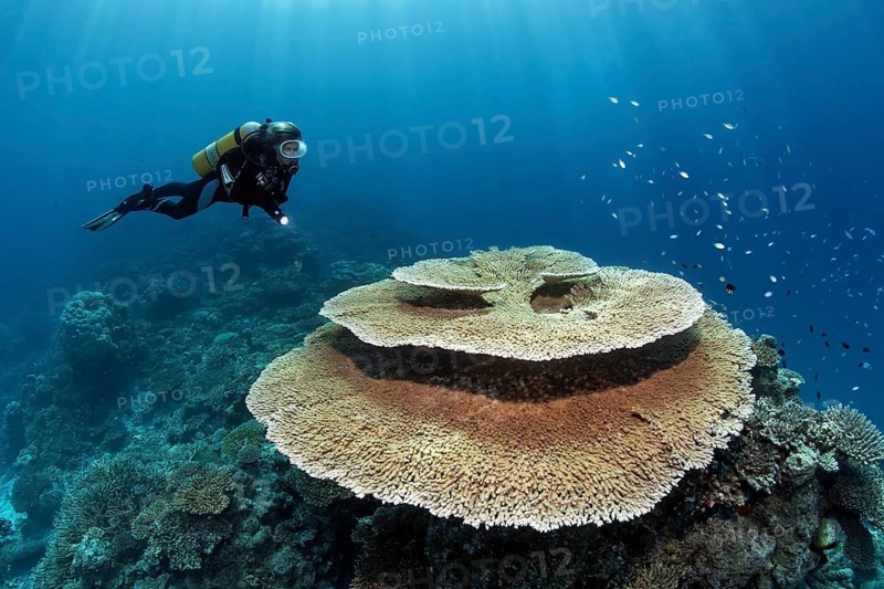 Scuba diver looking at a Brush Coral (Acropora hyacinthus)