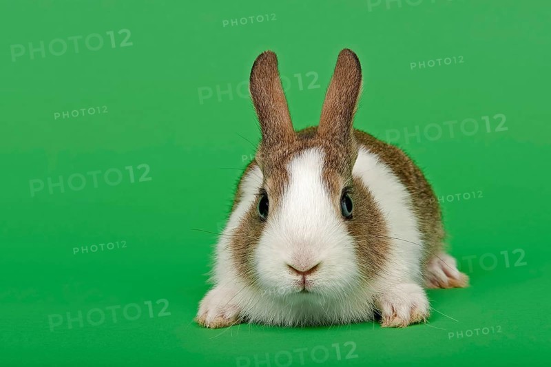 Dutch rabbit