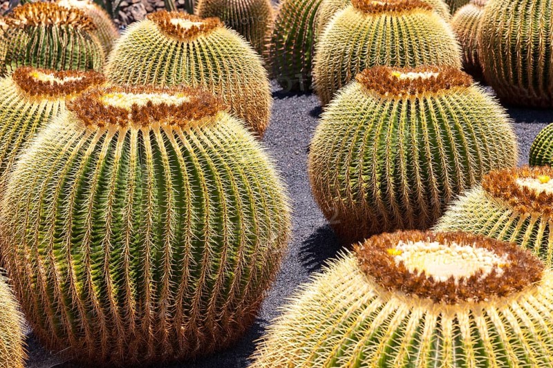 Giant Barrel Cactuses (Echinocactus platyacanthus)