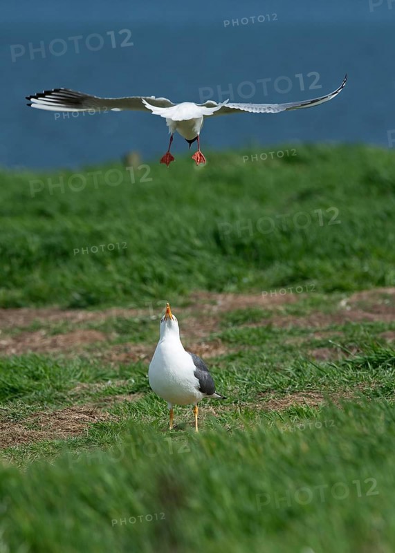 Black-headed Gull (Chroicocephalus ridibundus) mobbing Lesser Black-backed Gull (Larus fuscus) which was attempting to steal eggs