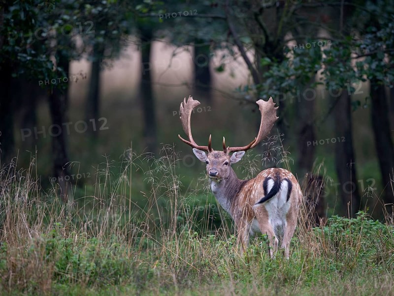 Fallow Deer (Dama dama)