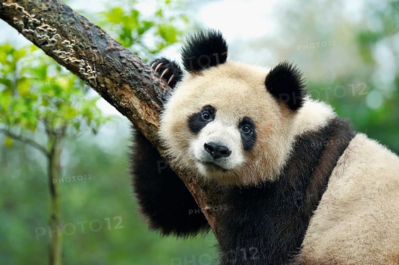Giant Panda (Ailuropoda melanoleuca) perched on a tree