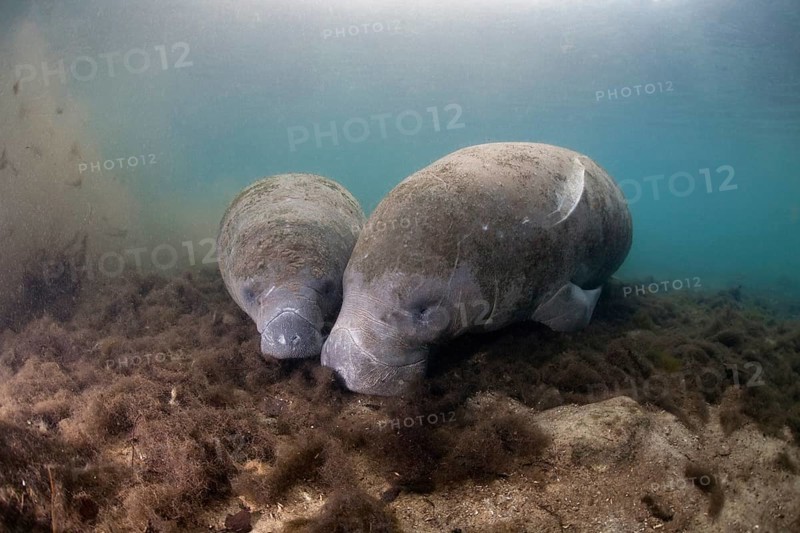 West Indian Manatee (Trichechus manatus)