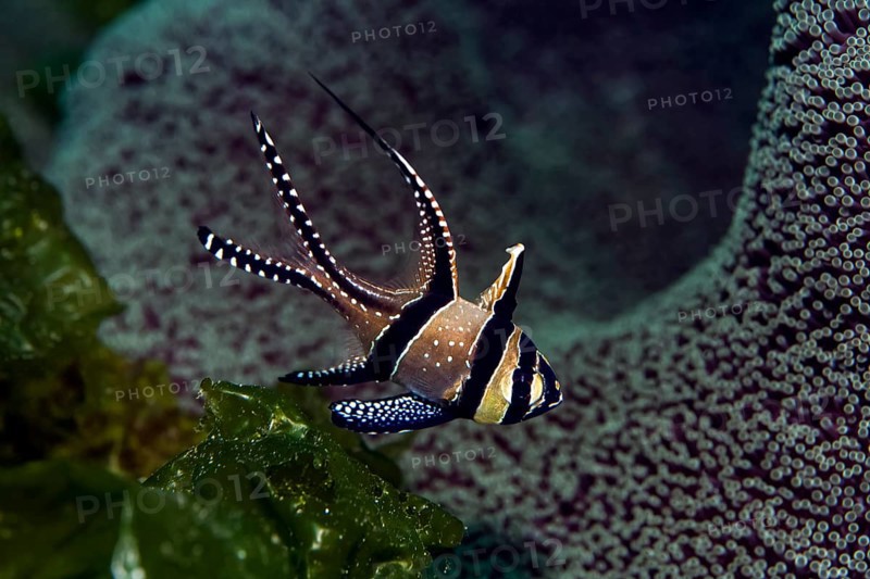 Banggai cardinalfish (Pterapogon kauderni)