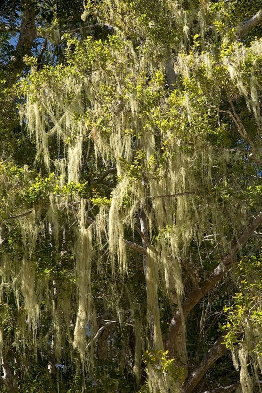 Tree's dandruff (Usnea) on a tree
