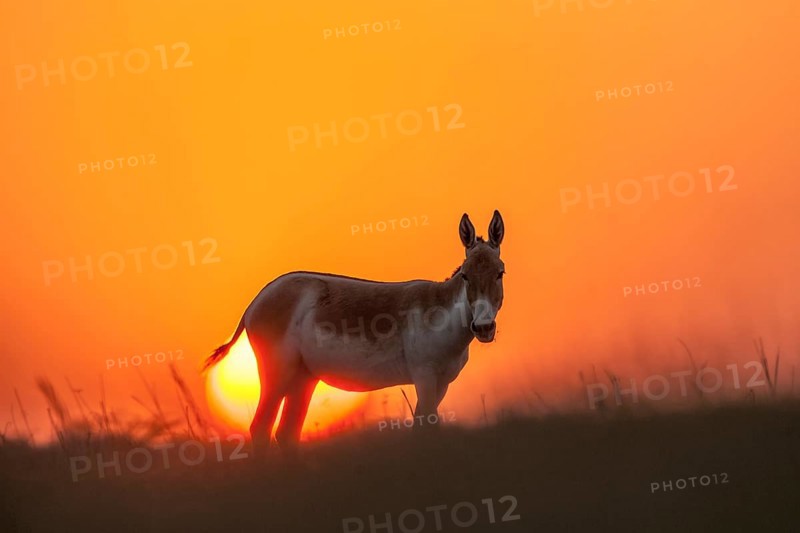 Onager or Asiatic wild ass (Equus hemionus)