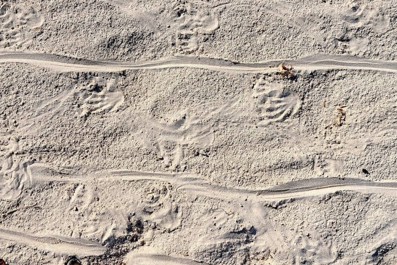 Tracks of Marine Iguanas (Amblyrhynchus cristatus) in the sand
