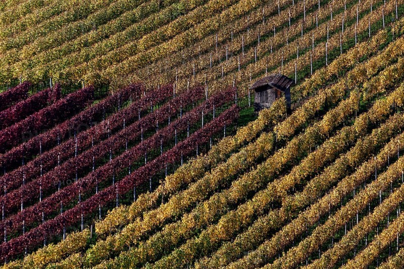 Vineyard in autumn colours