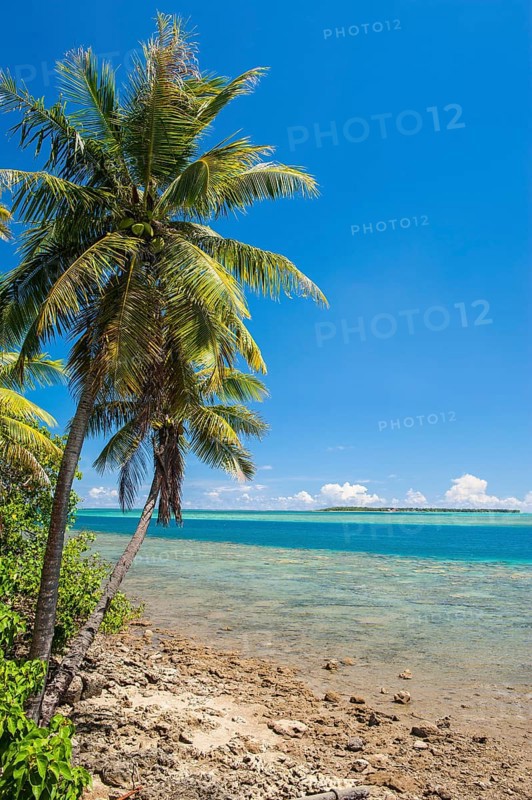 Coast and coral reef