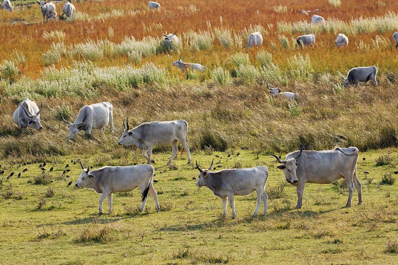 Herd