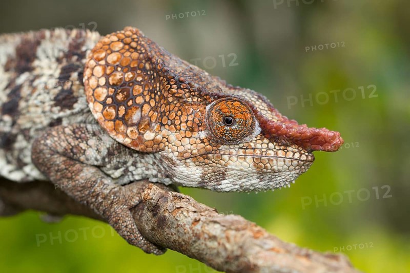 Short-horned Chameleon (Calumma brevicornis)
