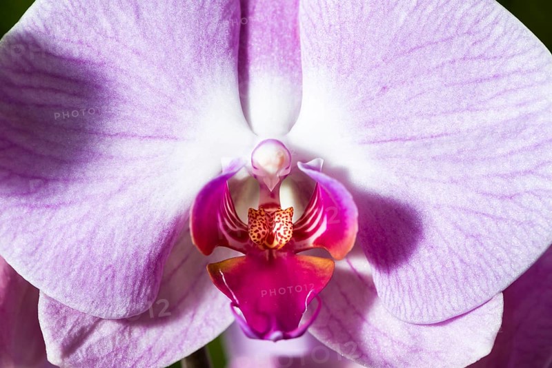 Close up of a purple blossom of an Orchid (Phalaenopsis)